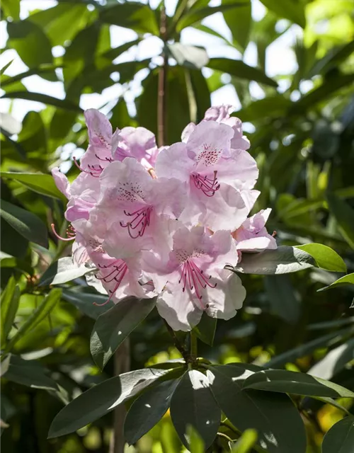 Rhododendron Hybride (großblumig)