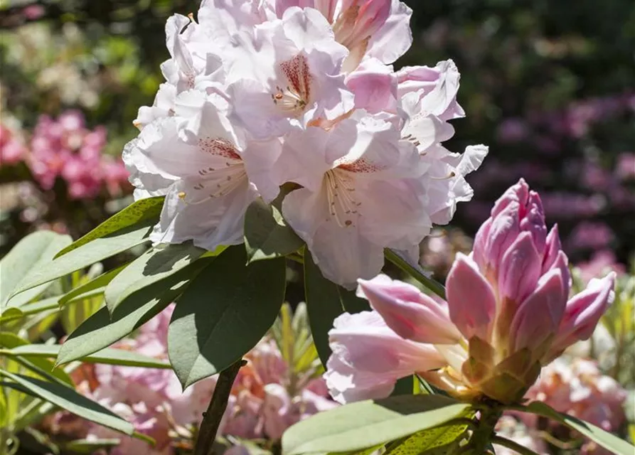 Rhododendron Hybride (großblumig)