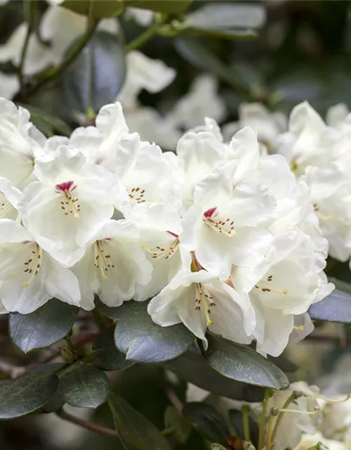 Rhododendron Hybride (großblumig)