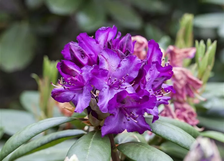 Rhododendron Hybride (großblumig)