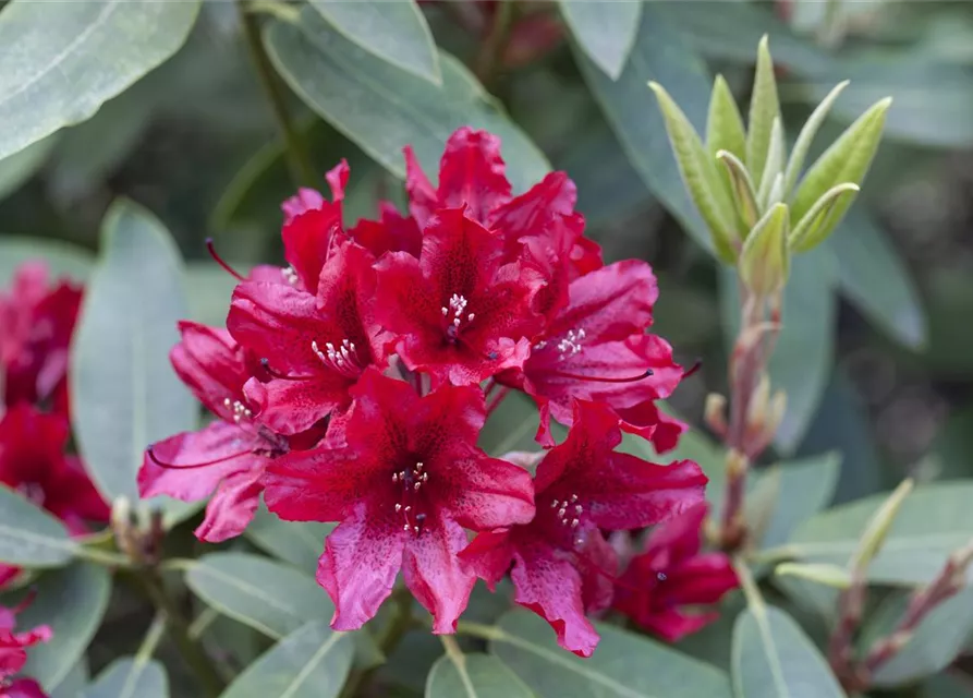 Rhododendron Hybride (großblumig)