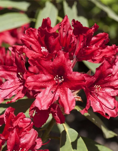 Rhododendron Hybride (großblumig)