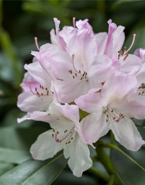 Rhododendron Hybride (großblumig)