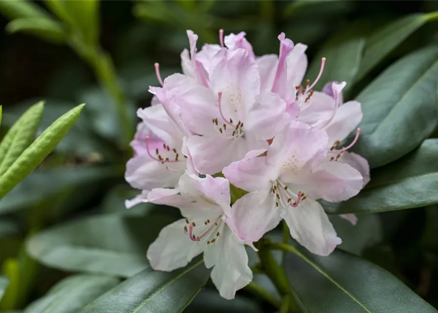 Rhododendron Hybride (großblumig)