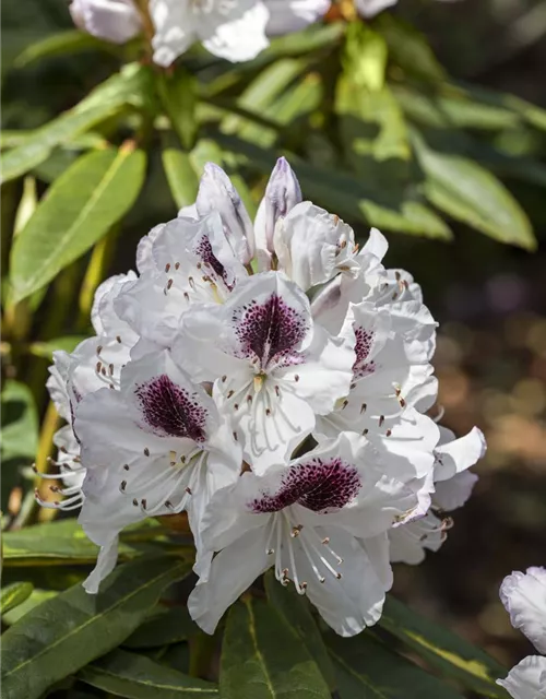 Rhododendron Hybride (großblumig)