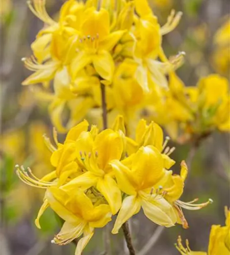 Rhododendron luteum