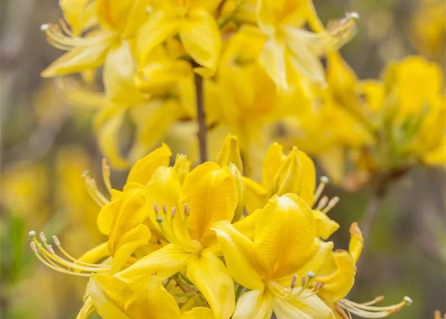 Rhododendron luteum