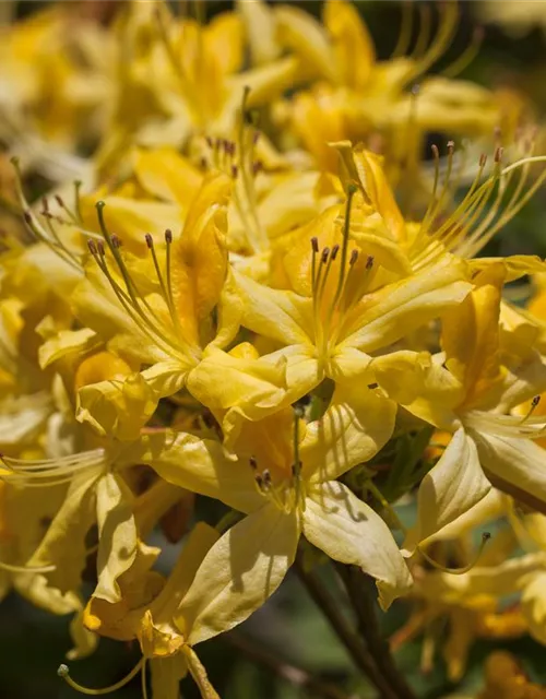 Rhododendron luteum