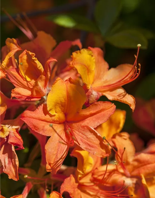 Rhododendron luteum