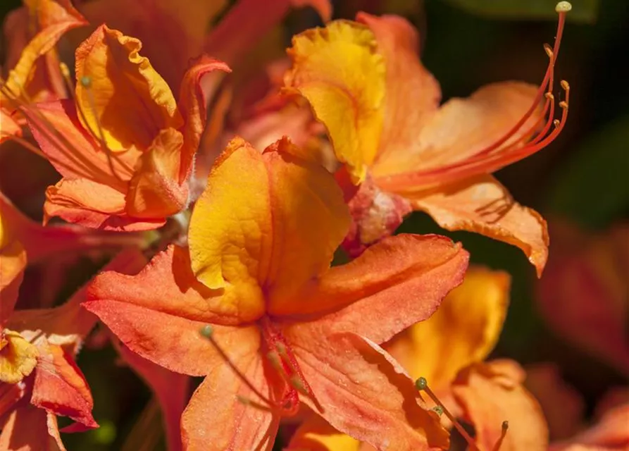 Rhododendron luteum