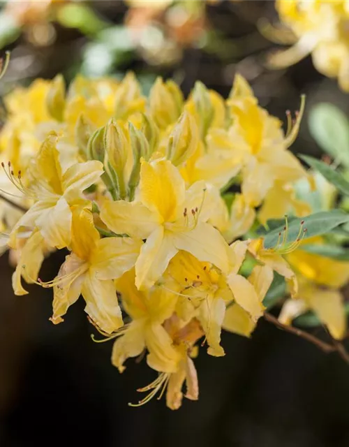 Rhododendron luteum