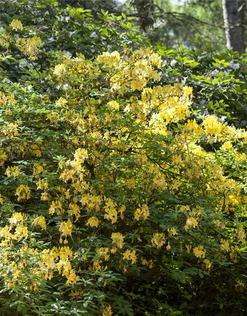 Rhododendron luteum