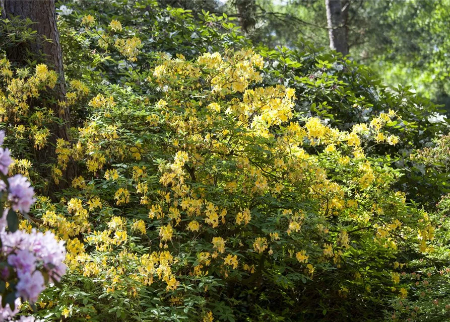 Rhododendron luteum