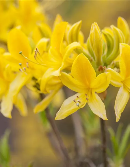 Rhododendron luteum