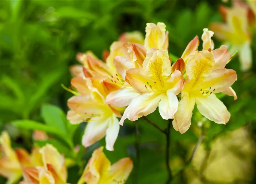 Rhododendron luteum