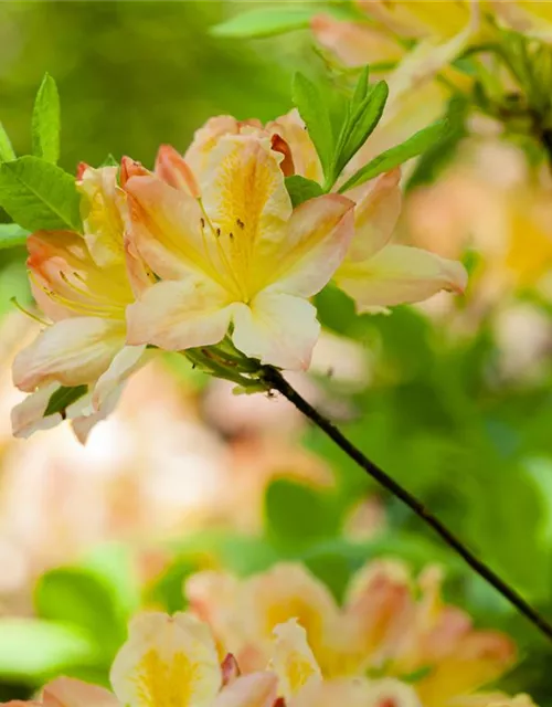 Rhododendron luteum