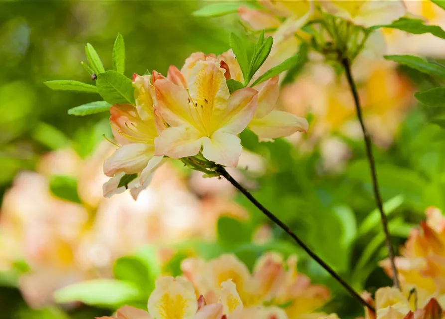 Rhododendron luteum