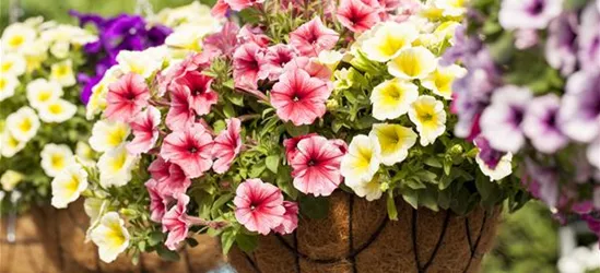 Petunia 'Potunia'®