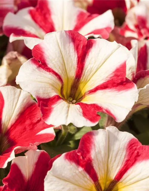 Petunia 'Potunia'®