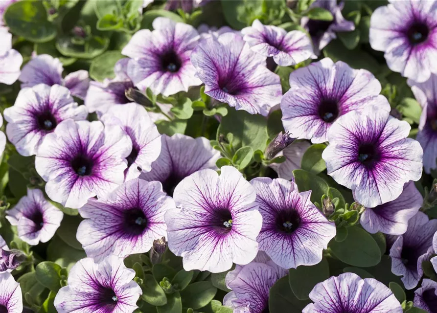 Petunia 'Potunia'®