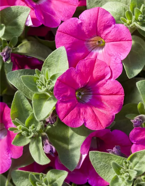 Petunia 'Potunia'®