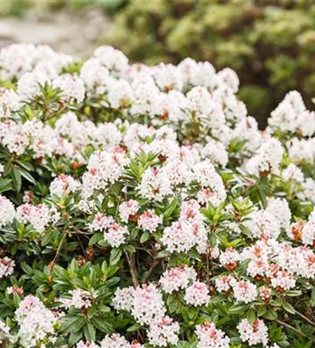 Rhododendron micranthum 'Bloombux'®