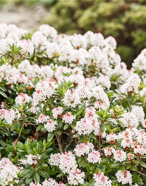 Rhododendron micranthum 'Bloombux'®