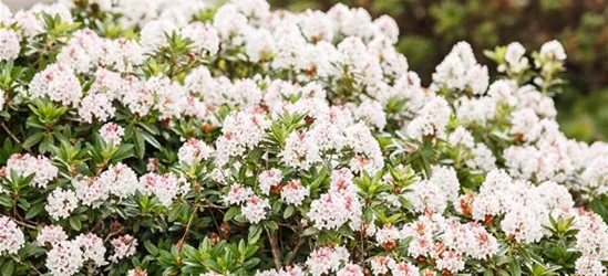 Rhododendron micranthum 'Bloombux'®