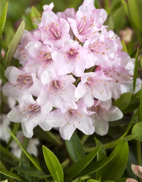 Rhododendron micranthum 'Bloombux'®