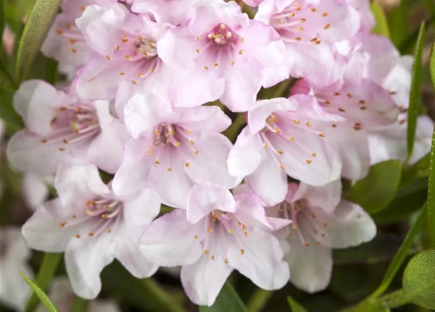 Rhododendron micranthum 'Bloombux'®