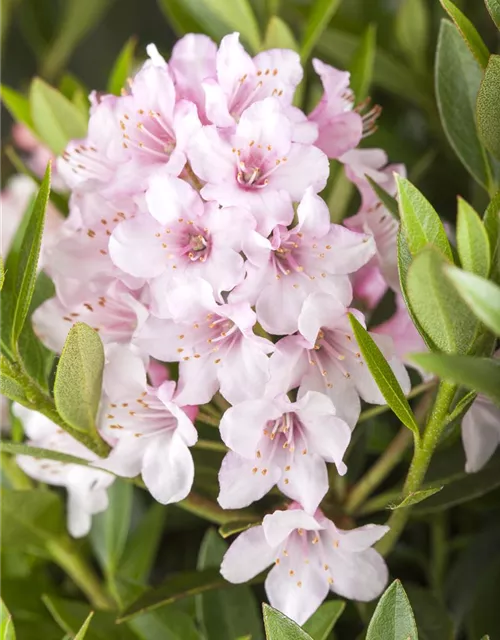 Rhododendron micranthum 'Bloombux'®