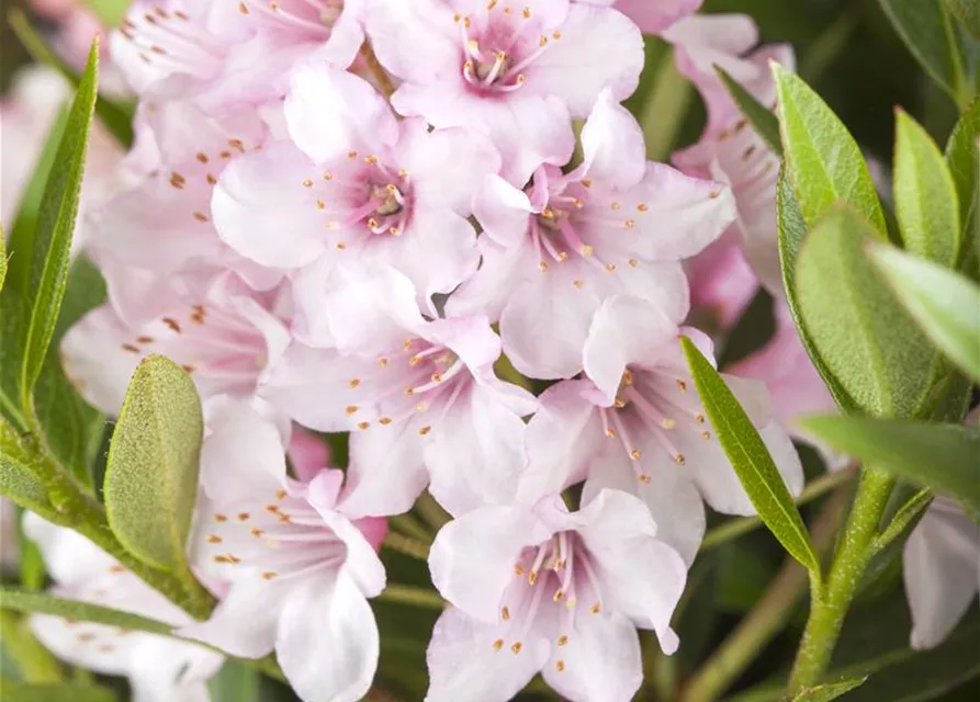 Rhododendron micranthum 'Bloombux'®