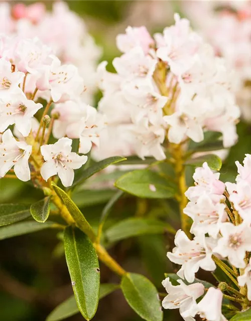 Rhododendron micranthum 'Bloombux'®