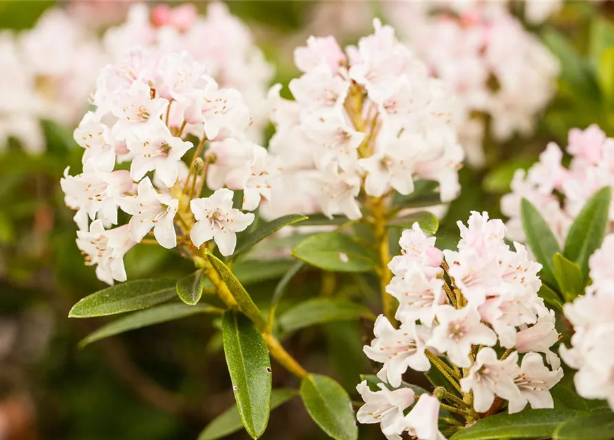 Rhododendron micranthum 'Bloombux'®