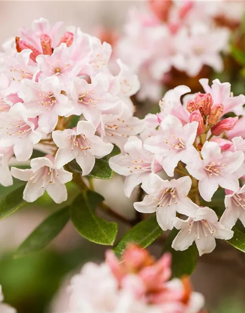 Rhododendron micranthum 'Bloombux'®