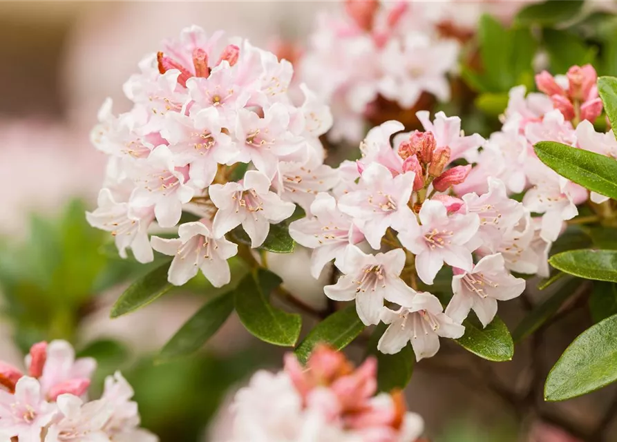 Rhododendron micranthum 'Bloombux'®