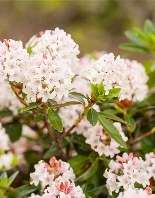 Rhododendron micranthum 'Bloombux'®