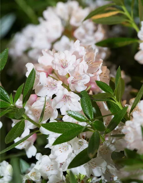 Rhododendron micranthum 'Bloombux'®