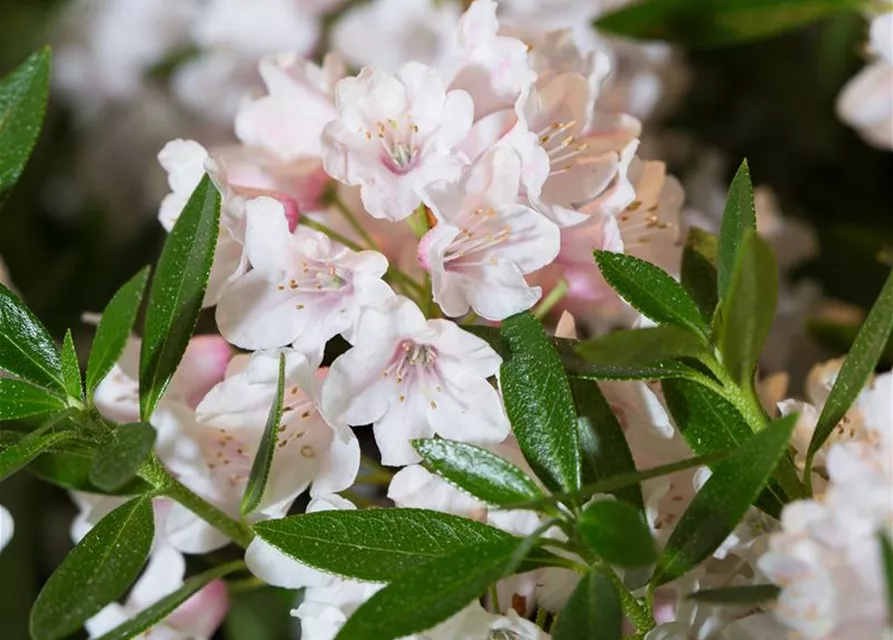 Rhododendron micranthum 'Bloombux'®