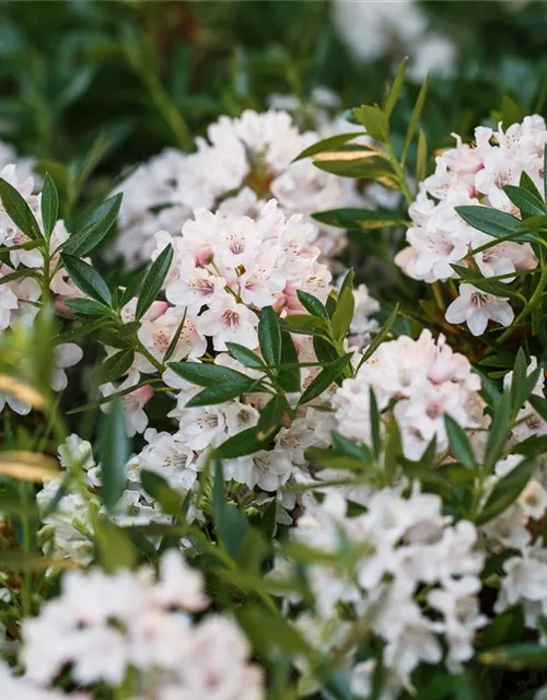 Rhododendron micranthum 'Bloombux'®