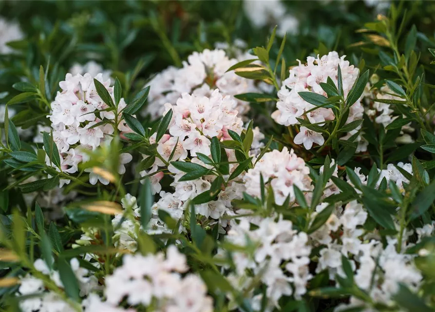 Rhododendron micranthum 'Bloombux'®