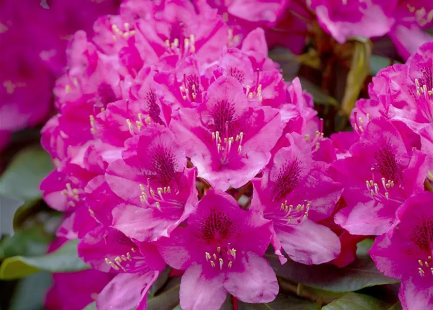 Rhododendron 'Nova Zembla'