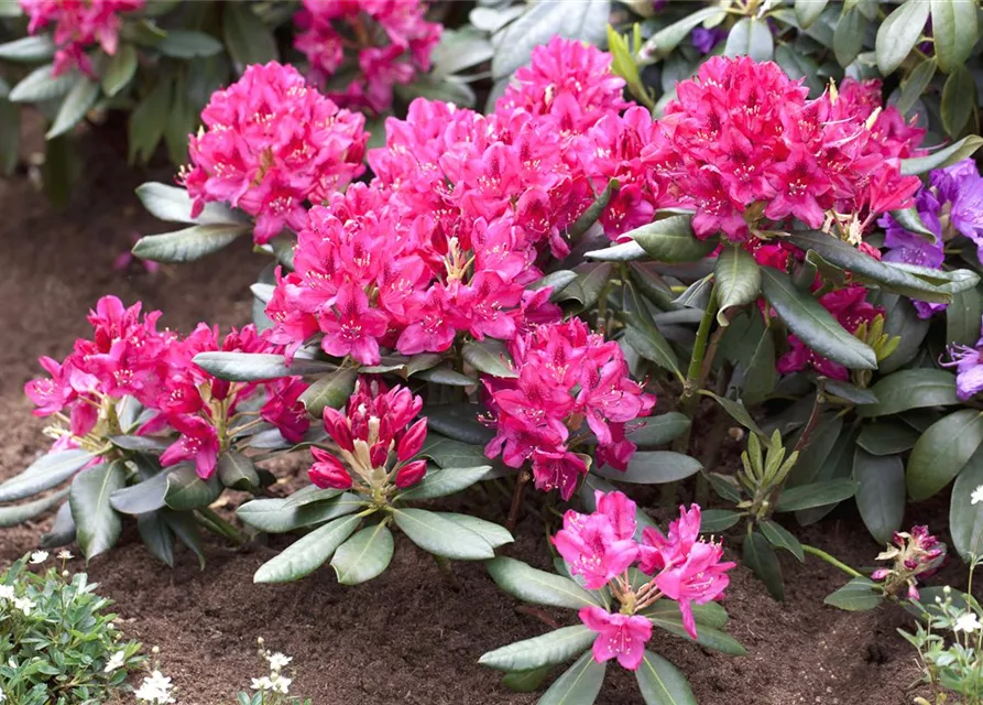 Rhododendron 'Nova Zembla'