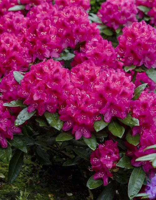 Rhododendron 'Nova Zembla'