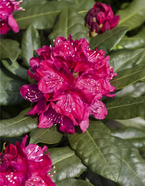 Rhododendron 'Nova Zembla'