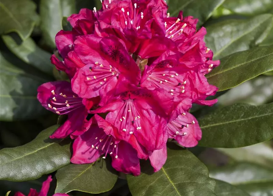 Rhododendron 'Nova Zembla'