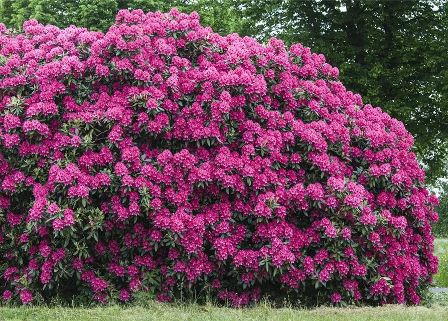 Rhododendron 'Nova Zembla'