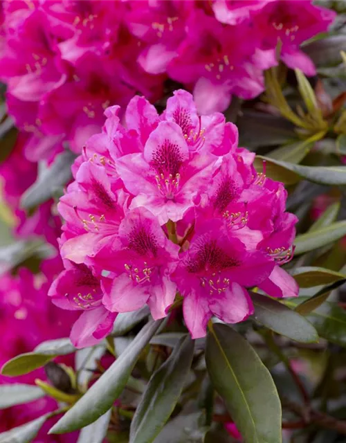 Rhododendron 'Nova Zembla'