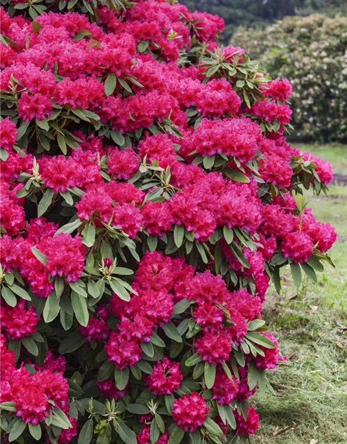 Rhododendron 'Nova Zembla'