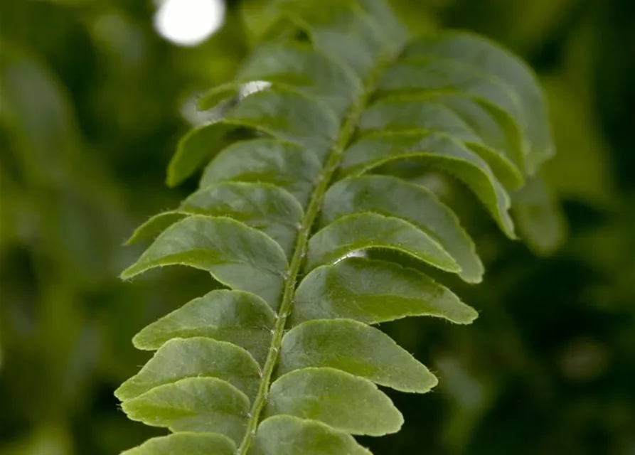 Nephrolepis exaltata